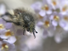 Peritrichia cinerea