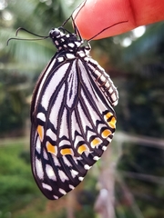 Papilio clytia clytia