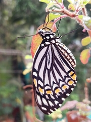 Papilio clytia clytia