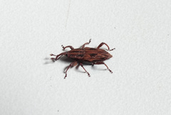 Paramasius distortus