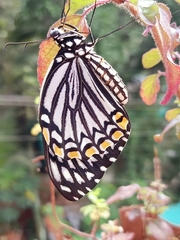 Papilio clytia clytia