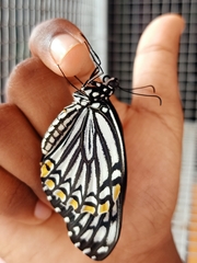 Papilio clytia clytia