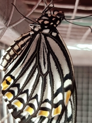 Papilio clytia clytia