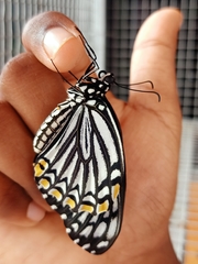 Papilio clytia clytia