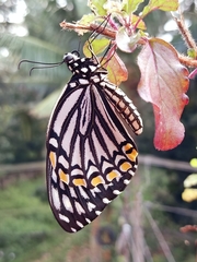 Papilio clytia clytia