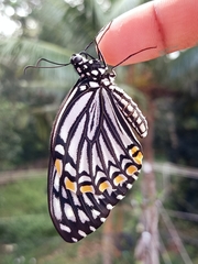 Papilio clytia clytia