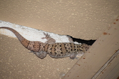 Hemidactylus maculatus