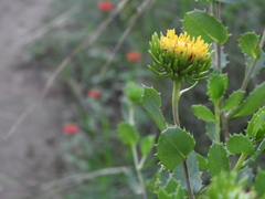 Grindelia cabrerae