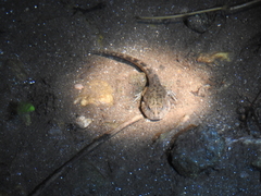 Odontophrynus