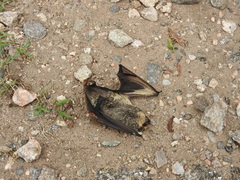 Lasiurus cinereus villosissimus