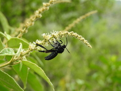 Croton lachnostachyus