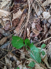 Storeria occipitomaculata obscura