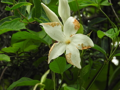 Mandevilla laxa