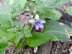 Viola metajaponica
