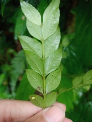 Lasianthus biflorus
