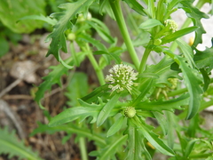Acicarpha tribuloides