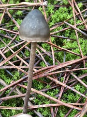 Tephrocybe