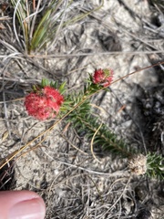 Erica cerinthoides