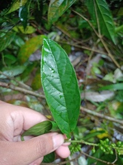 Antidesma montanum