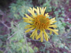Gaillardia megapotamica