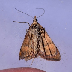 Uresiphita reversalis