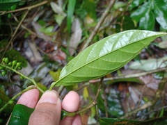 Antidesma montanum