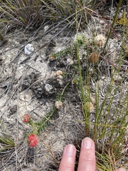 Erica cerinthoides