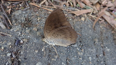 Tanaecia whiteheadi