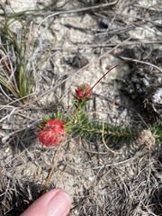 Erica cerinthoides