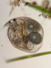 Chydorus