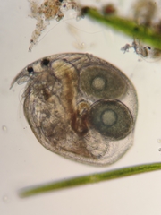 Chydorus