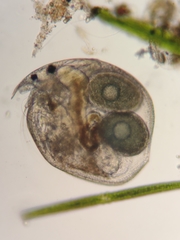 Chydorus