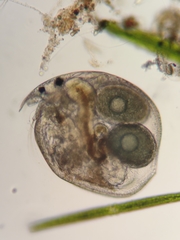 Chydorus