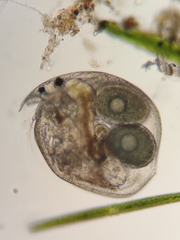 Chydorus