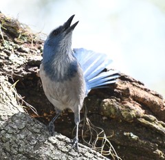 Aphelocoma coerulescens