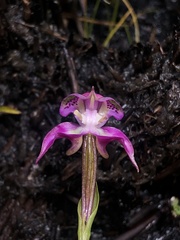 Disperis paludosa