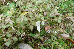 Argentina anserinoides