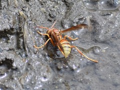 Polistes dorsalis californicus