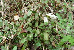 Argentina anserinoides