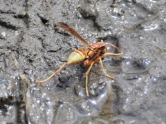 Polistes dorsalis californicus