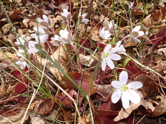 Hepatica