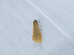 Setina irrorella
