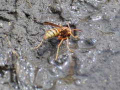 Polistes dorsalis californicus