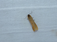 Setina irrorella