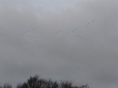 Anser brachyrhynchus