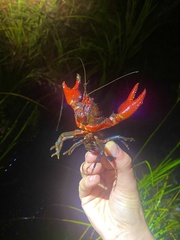 Euastacus australasiensis
