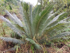 Cycas pectinata