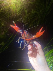 Euastacus australasiensis