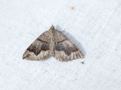 Scotopteryx moeniata
