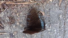 Tanaecia whiteheadi
